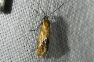 <i>Batia lunaris</i>