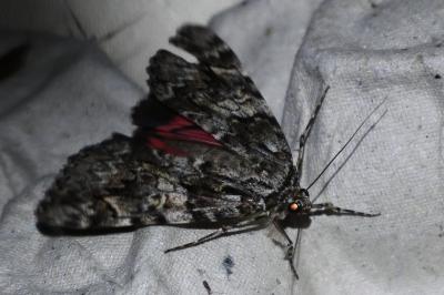 <i>Catocala promissa</i>