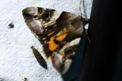 <i>Catocala fulminea</i>