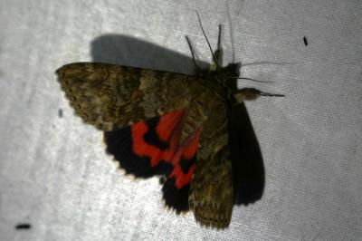 <i>Catocala nupta</i>