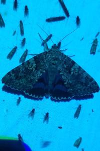 <i>Catocala sponsa</i>