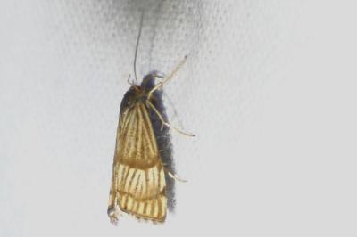 <i>Chrysocrambus linetella</i>