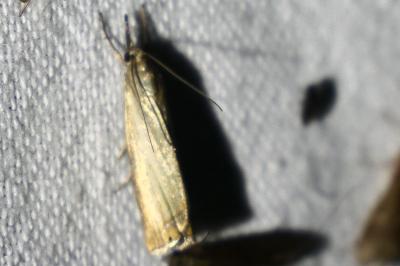 <i>Chrysoteuchia culmella</i>