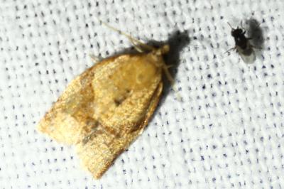 <i>Clepsis consimilana</i>