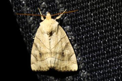 <i>Cosmia trapezina</i>