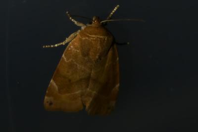 <i>Cosmia affinis</i>