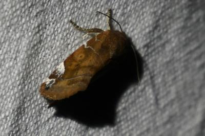 <i>Cosmia pyralina</i>