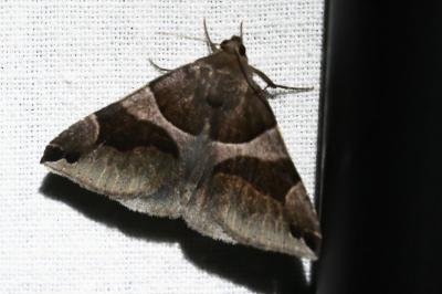 <i>Dysgonia algira</i>