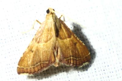 <i>Endotricha flammealis</i>