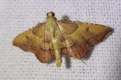 <i>Endotricha flammealis</i>