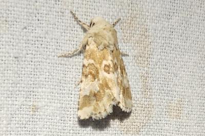 <i>Eremobia ochroleuca</i>
