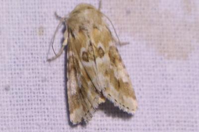 <i>Eremobia ochroleuca</i>