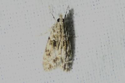 <i>Eudonia</i>