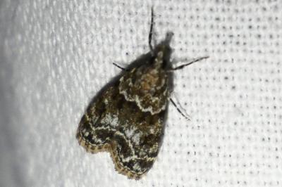 <i>Eudonia mercurella</i>