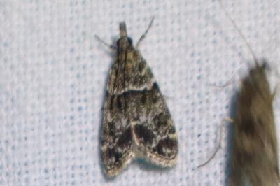 <i>Eudonia mercurella</i>
