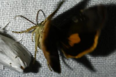 <i>Noctua janthina</i>