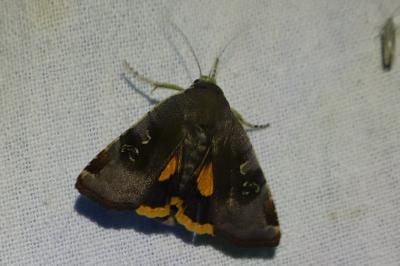 <i>Noctua janthina</i>