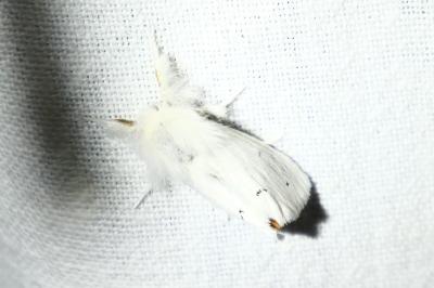 <i>Euproctis chrysorrhoea</i>