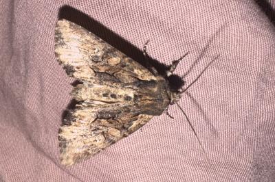 <i>Apamea monoglypha</i>