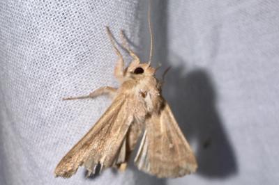 <i>Mythimna albipuncta</i>