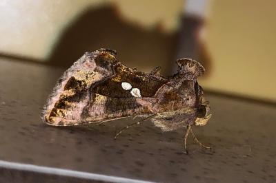 <i>Chrysodeixis chalcites</i>