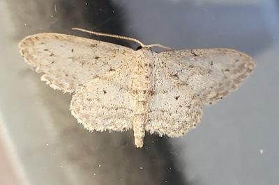 <i>Idaea seriata</i>