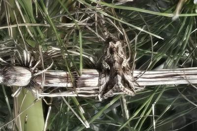 <i>Autographa gamma</i>