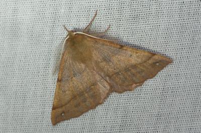 <i>Colotois pennaria</i>