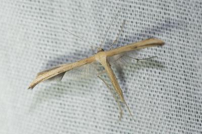 <i>Emmelina argoteles/monodactyla</i>