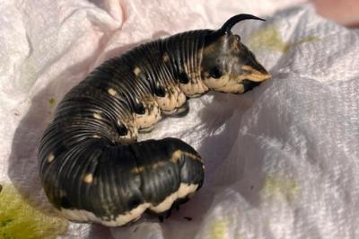 <i>Agrius convolvuli</i>