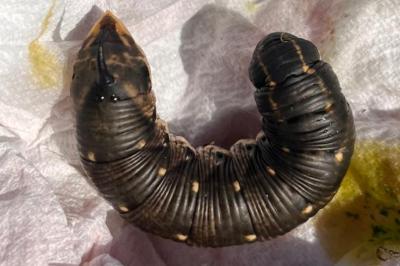 <i>Agrius convolvuli</i>