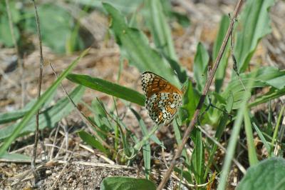<i>Melitaea cinxia</i>