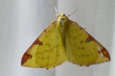 <i>Opisthograptis luteolata</i>