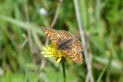<i>Melitaea cinxia</i>