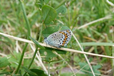 Plebejus argyrognomon