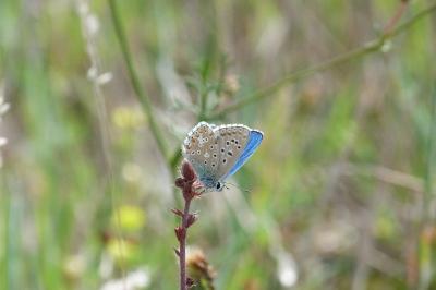 <i>Lysandra bellargus</i>