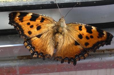 <i>Nymphalis polychloros</i>