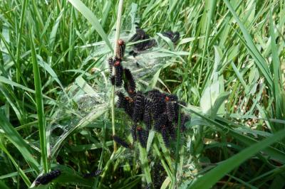 <i>Melitaea cinxia</i>