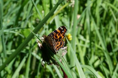 <i>Araschnia levana</i>