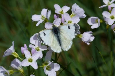 <i>Anthocharis cardamines</i>