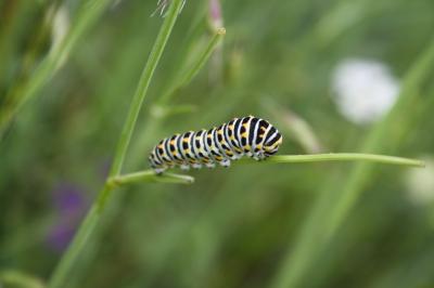 <i>Papilio machaon</i>
