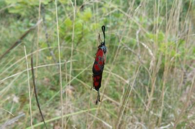 <i>Zygaena loti</i>