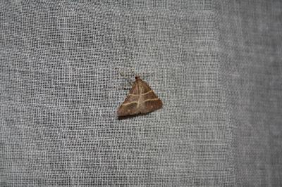 <i>Perigune narbonea</i>