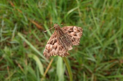 <i>Carcharodus alceae</i>