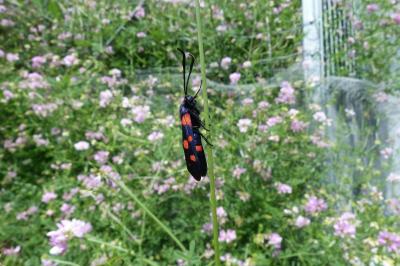 <i>Zygaena ephialtes</i>