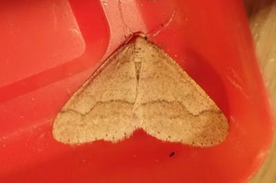 <i>Phigaliohybernia marginaria</i>