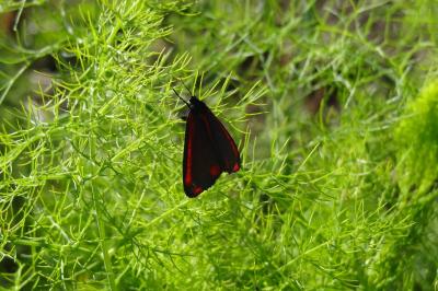 <i>Tyria jacobaeae</i>