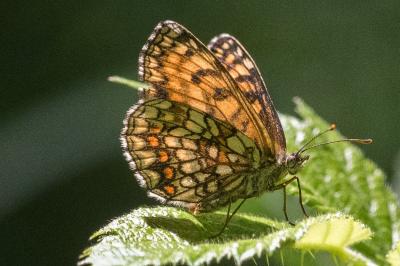 <i>Melitaea athalia</i>