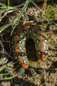 <i>Hyles euphorbiae</i>