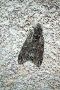 <i>Agrius convolvuli</i>